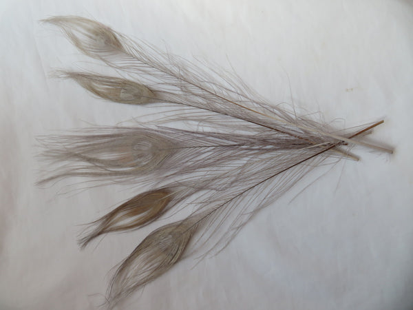 Bleached Silver Grey Peacock Feathers x 5