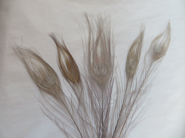 Bleached Silver Grey Peacock Feathers x 5